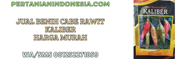 jual,benih,jual benih cabe rawit,jual benih cabe rawit kaliber,pertanian indonesia